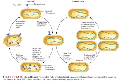 Answered: Lytic cycle Lysogenic cycle Phage DNA… | bartleby