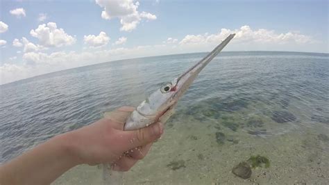 Awsome Florida Houndfish fishing! - YouTube