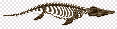 Alligator Gar Skeleton - bazaardiy