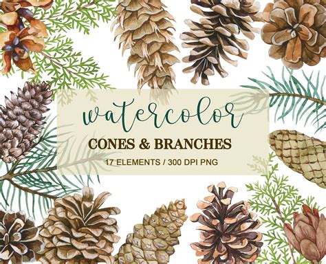 Watercolor Pine Cone Clipart, PNG, Pine Branches, Christmas Clipart, Watercolor Cones Clipart ...