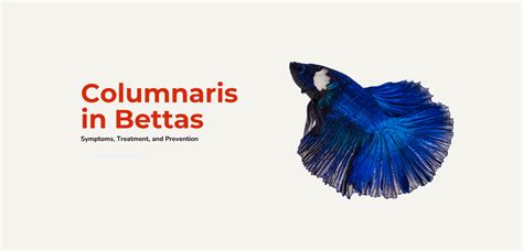 Columnaris (Cotton Wool Disease) In Betta Fish [2024] Guide