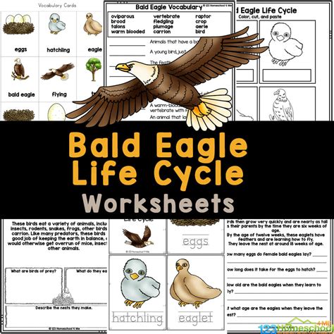 Life Cycle Of A Bald Eagle PowerPoint (Teacher-Made), 60% OFF