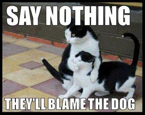 National Cat Day 2017: 10 Funny Memes - Comic Sands