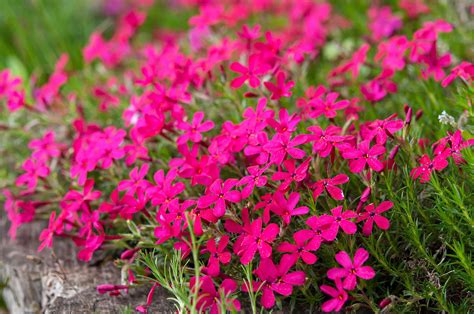 Pink Creeping Phlox