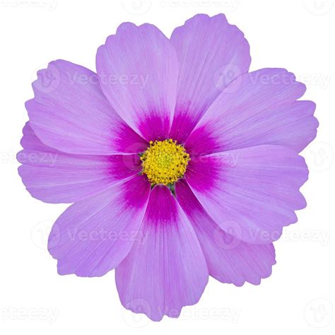 blue cosmos flower isolated on white with clipping path 10224311 Stock ...