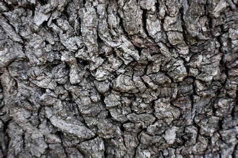 Oak Tree Bark - Free photo on Pixabay - Pixabay