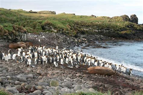 Image Gallery: Elephant Seals of the Antarctic | Live Science