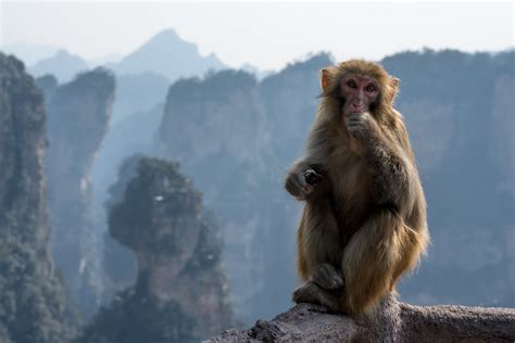 Zhangjiajie Monkeys | Zhangjiajie National Park is one of th… | Flickr