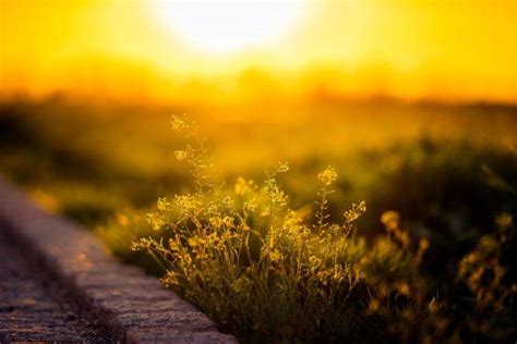 sunlight, Plants, Depth of field, Flowers, Yellow flowers, Nature Wallpapers HD / Desktop and ...