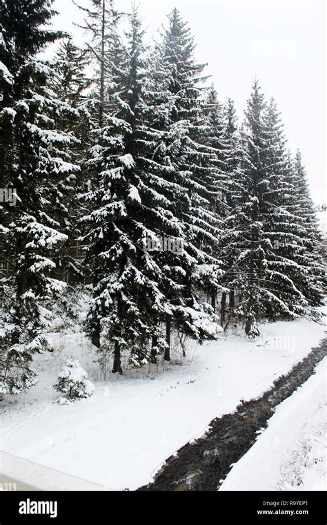 Magical winter wonderland scene as mountain stream runs through snowy pine forest in Zakopane ...