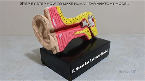 Step by step how to make 3D Human Ear Model Anatomy:STEM project for ...