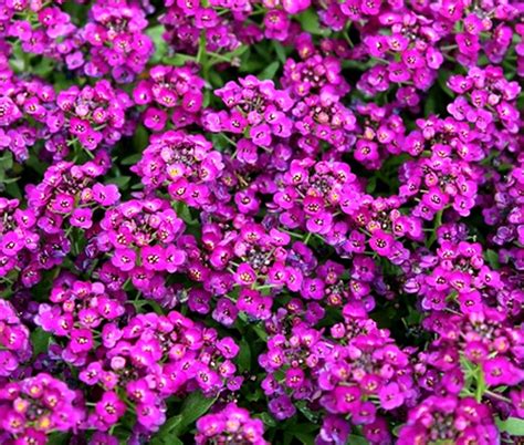 Alyssum Purple Royal Carpet Lobularia Maritima Seeds