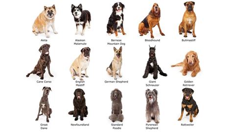 How to Tell What Breed Is My Dog? Here's the Best Way to Find Out – Top ...