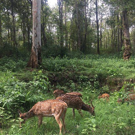 Kabini Wildlife Safari - Day Tour (Nagarhole National Park) - 2018 What to Know Before You Go ...