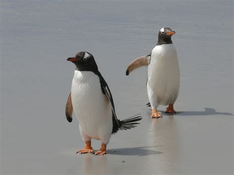 Penguin and Puffins - Penguins Blog