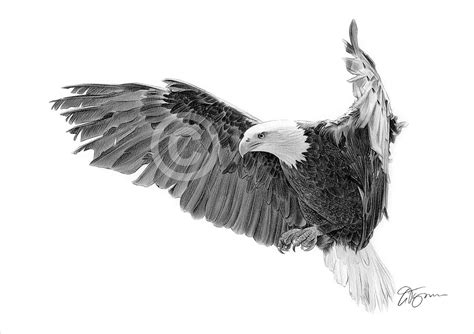 Eagle in Flight Artwork Bald Eagle Pencil Drawing Print - Etsy