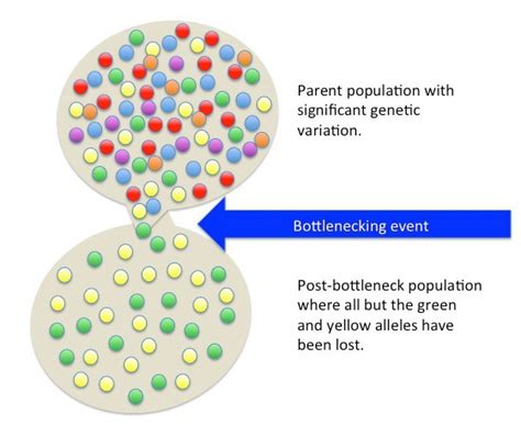 Bottleneck Effect Example