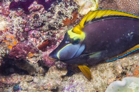 Elegant Unicornfish -Facts and Photographs | Seaunseen