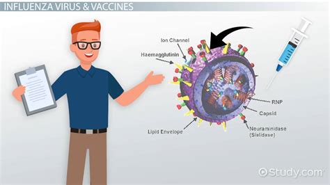 Influenza Virus Structure