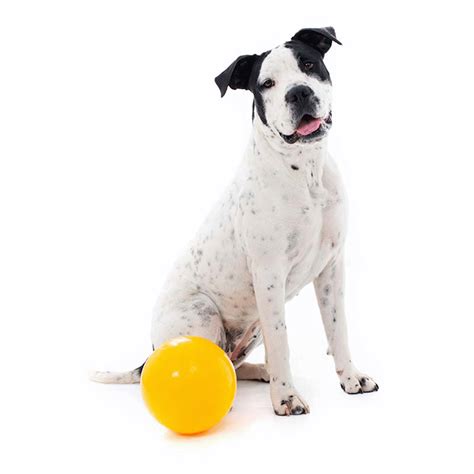 Buy Aussie Dog Tucker Ball Online | Low Prices, Free Shipping