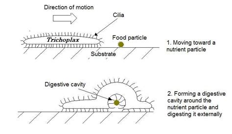 Trichoplax - New World Encyclopedia