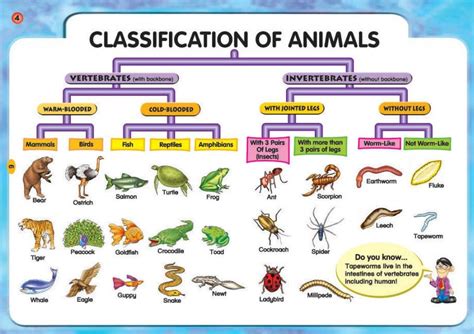 Two Classification of Animals: Vertebrates and Invertebrates ...