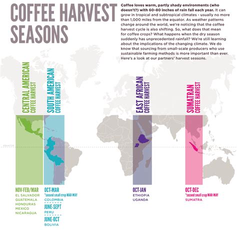 Learn more about when we harvest our coffee. | Fair trade coffee, Coffee origin, Coffee process