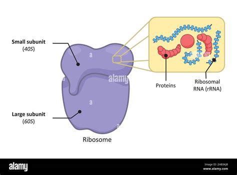 Simple structure of a 80s ribosome in eukaryotic cell Stock Photo - Alamy