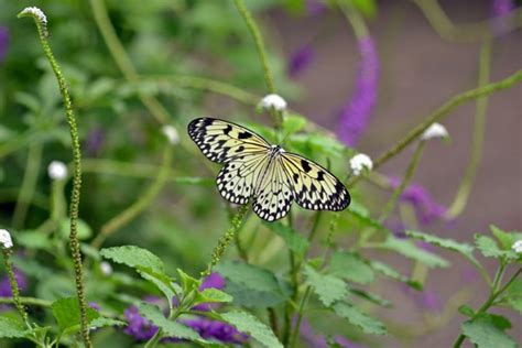 THE BUTTERFLY HOUSE - 274 Photos & 96 Reviews - Botanical Gardens ...