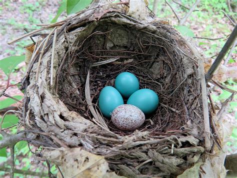 Wood Thrush Nest (Quakertown Swamp) - a photo on Flickriver