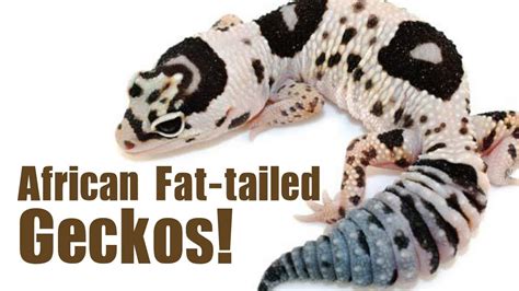 AFRICAN FAT-TAILED GECKOS! Care, breeding and morphs! - YouTube