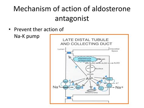 PPT - Diuretics PowerPoint Presentation, free download - ID:808959