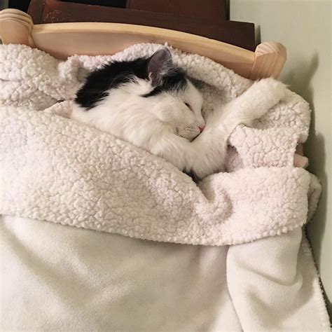 Cat Rescued From Terrible Conditions Now Sleeps In Her Tiny Doll Bed Each And Every Night ...