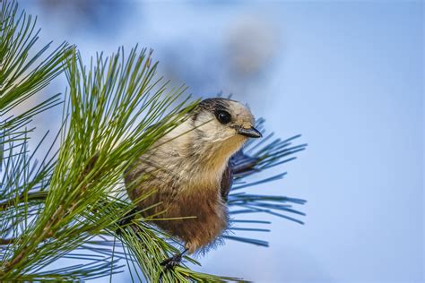 Gray Jay | North American Birds | Bob Innella Photography