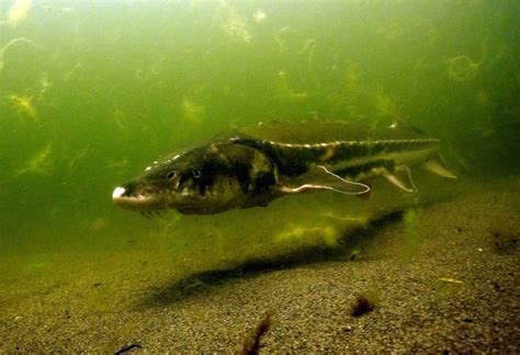 Green Sturgeon | NOAA Fisheries