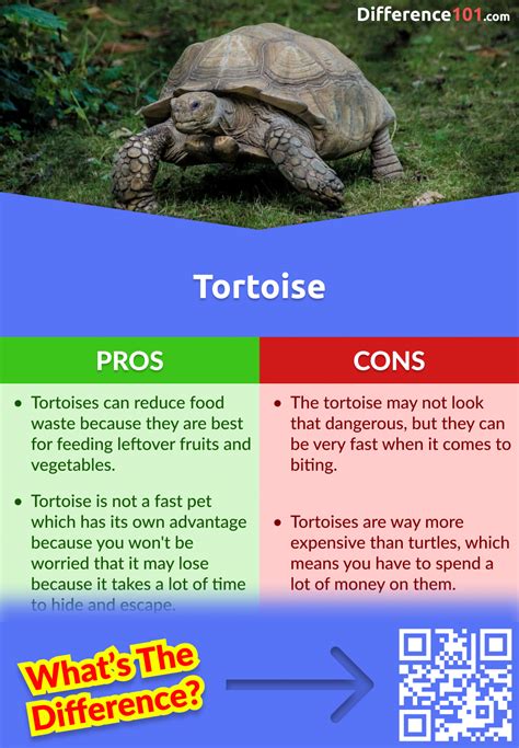 Turtle vs. Tortoise: 7 Key Differences, Pros & Cons, Similarities ...