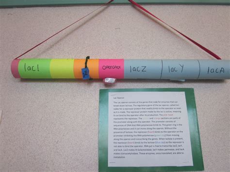 Lac Operon Worksheet