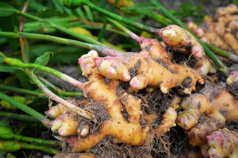 This Is How To Harvest Ginger Without Bruising Or Damaging The Plant ...