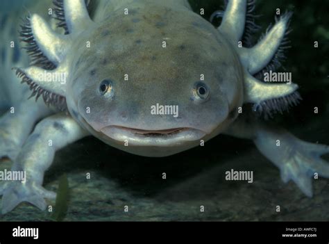 Eastern Tiger Salamander Larvae