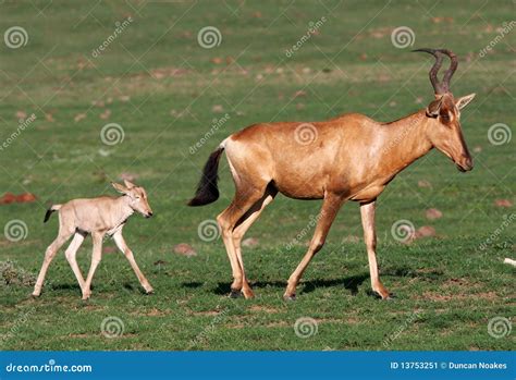 Female Hartebeest Antelope Photos - Free & Royalty-Free Stock Photos ...