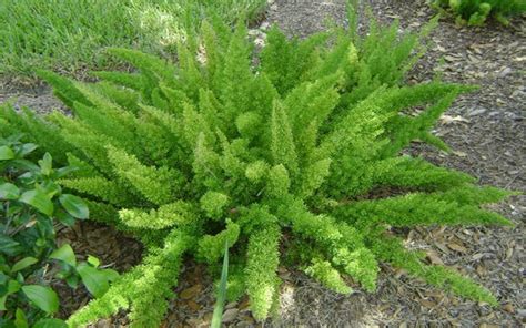 FOXTAIL FERN CAPE CORAL