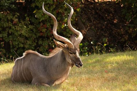 Kudu 1080P, 2K, 4K, 5K HD wallpapers free download | Wallpaper Flare