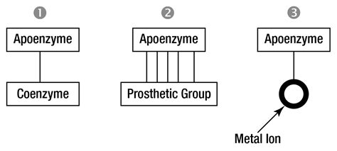 Chemical Nature of Enzymes | Worthington Biochemical