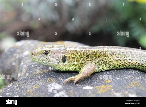 sand lizard in the garden Stock Photo - Alamy