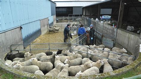 How to design the best sheep handling system - Farmers Weekly