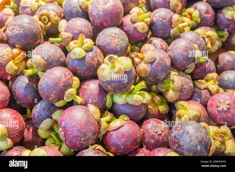 Purple mangosteen tree hi-res stock photography and images - Alamy