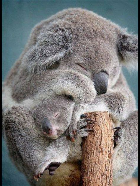 Amazing wildlife - Sleeping Koala Bear and baby photo #koalas | Mother ...