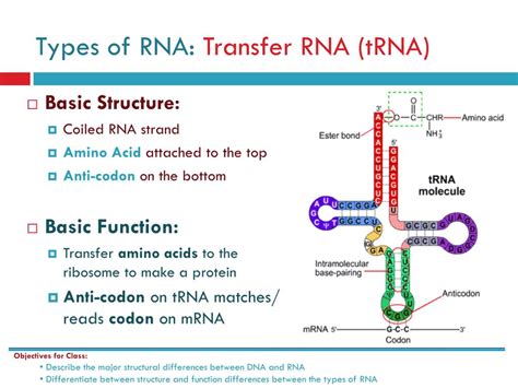 PPT - Bio 9C: Thursday , 2.17.11 Title: RNA Structure and Function ...