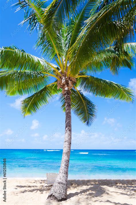 Coconut Palm tree with beach chair in Hawaii Stock Photo | Adobe Stock