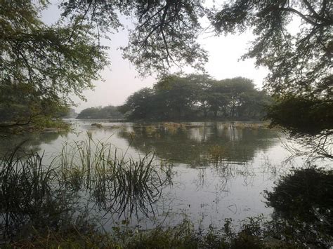 Wetland Sultanpur National Park - India Travel Forum | IndiaMike.com